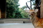 奈良観光鹿