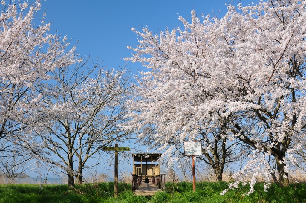 湖岸の桜